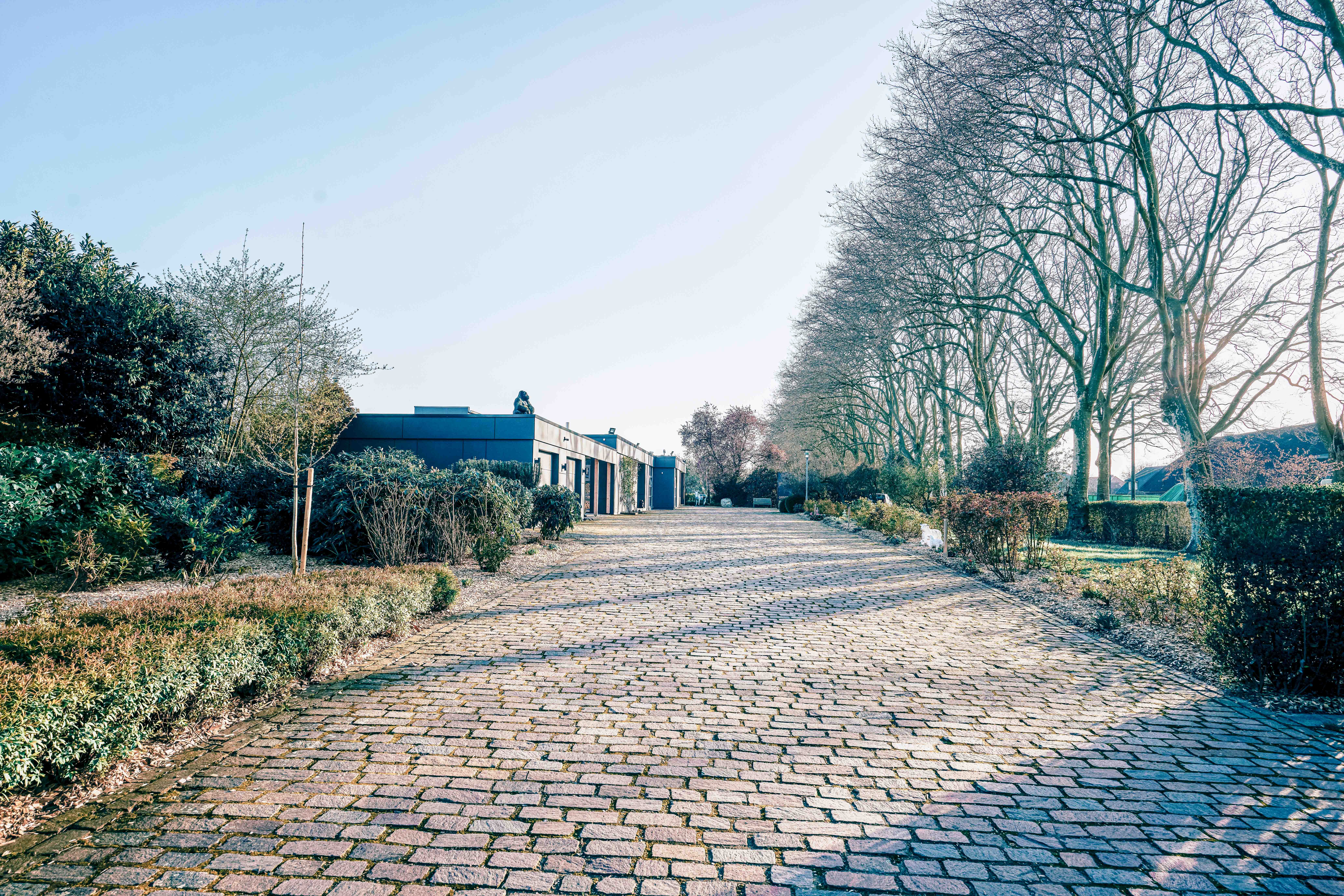 Großzügige gepflasterte Zufahrt mit altem Baumbestand und zurückhaltender moderner Architektur.